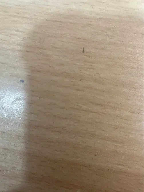 استخدام منشی خانم|استخدام اداری و مدیریت|بندر ماهشهر, |دیوار