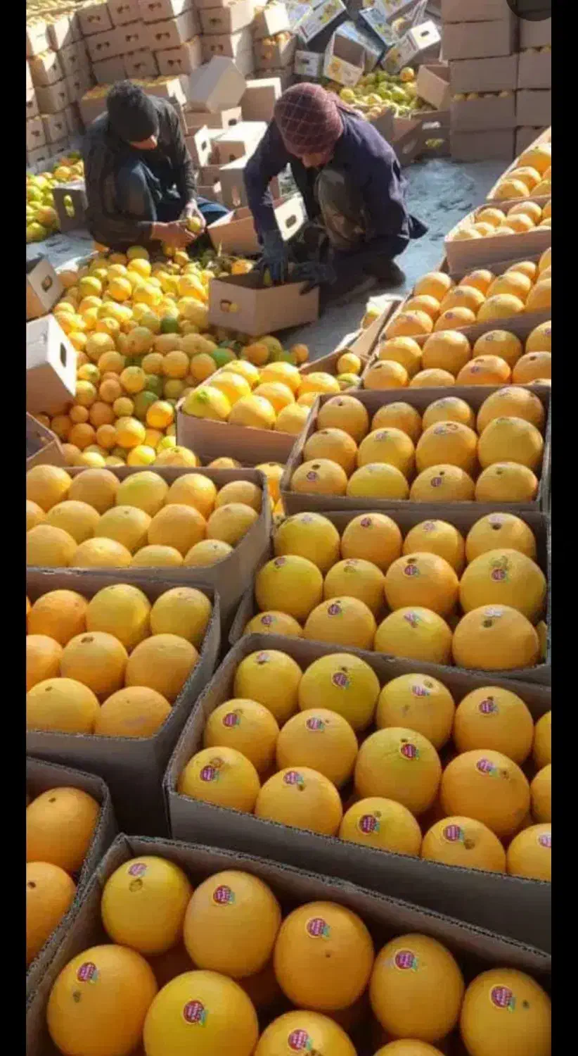 میوه مرکبات کوهستانی|خوردنی و آشامیدنی|اصفهان, دانشگاه اصفهان|دیوار