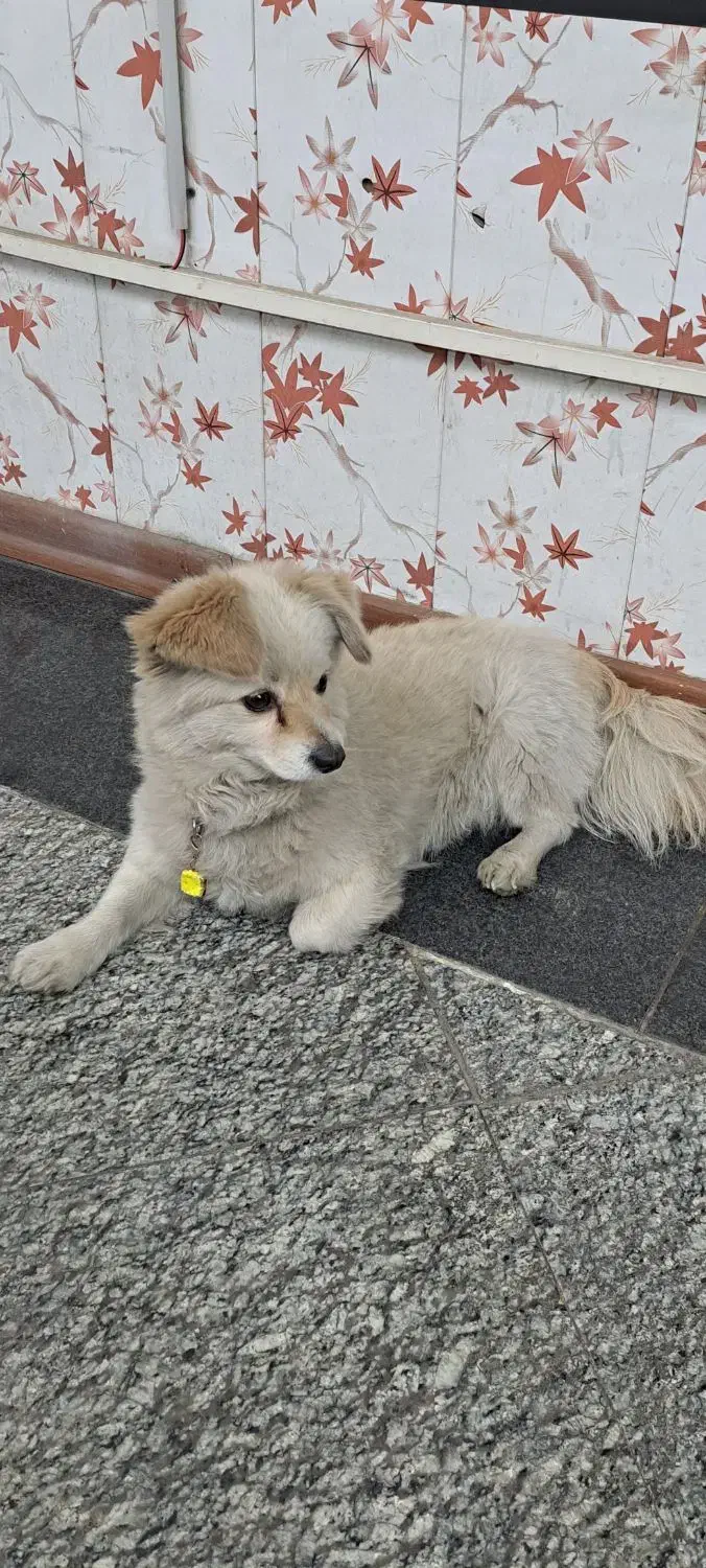 سگ پامرین روباهی|سگ|مشهد, کارگران|دیوار