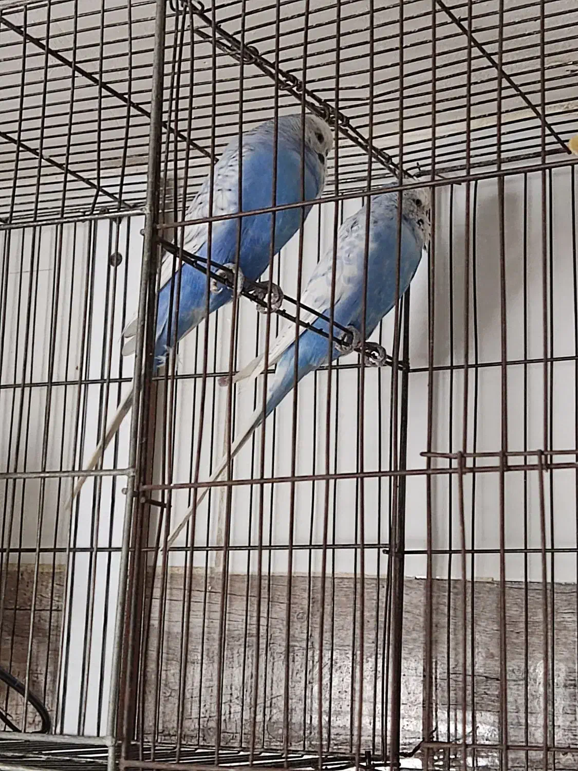 مرغ عشق|پرنده|فردیس, ثابتی|دیوار