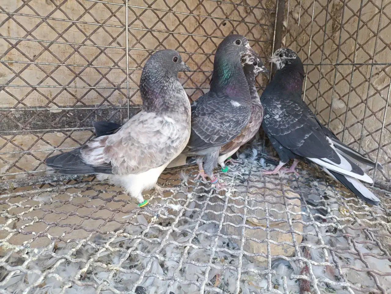 گمشده|پرنده|بروجن, |دیوار