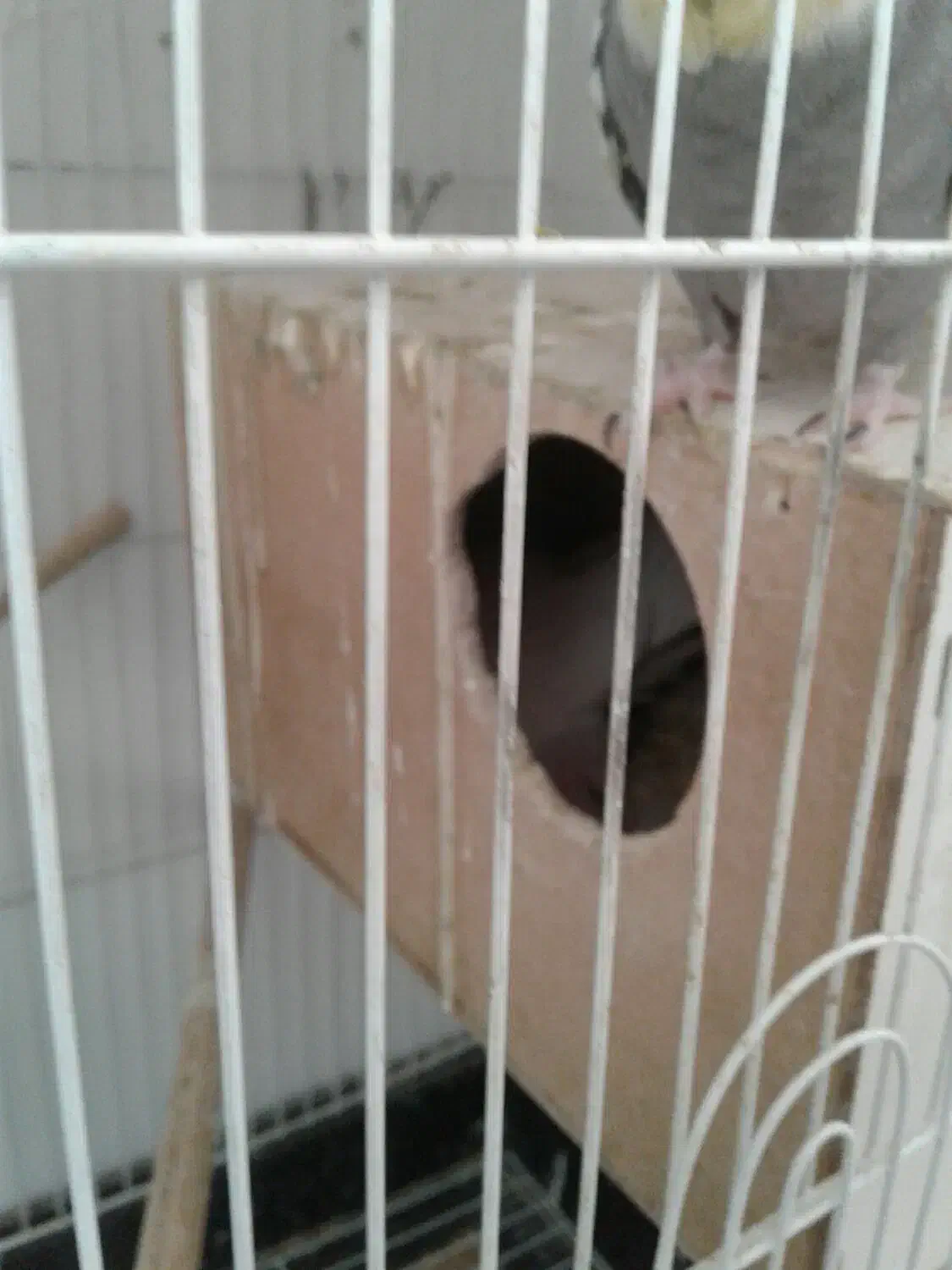 عروس هلندی|پرنده|مشهد, هنرستان|دیوار