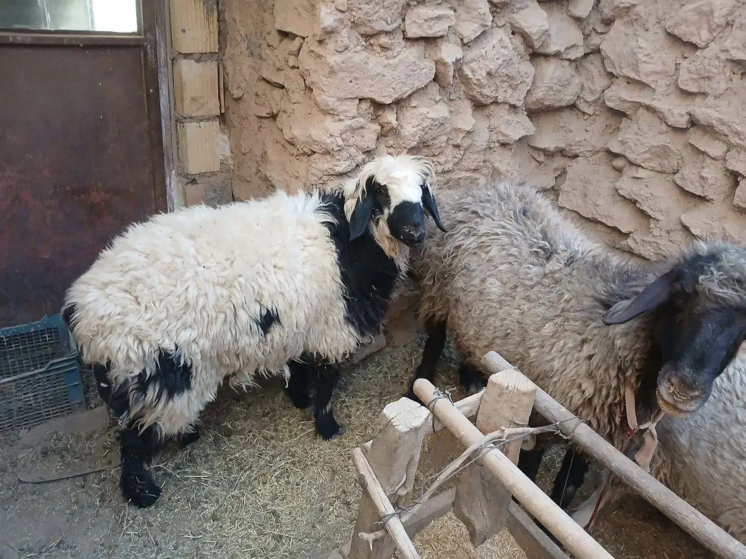 فروش بره|حیوانات مزرعه|تفت, |دیوار