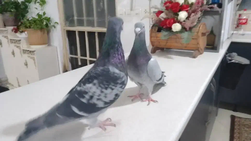 کبوتر شهرستانی طوقی وسرورو....|پرنده|بومهن, |دیوار