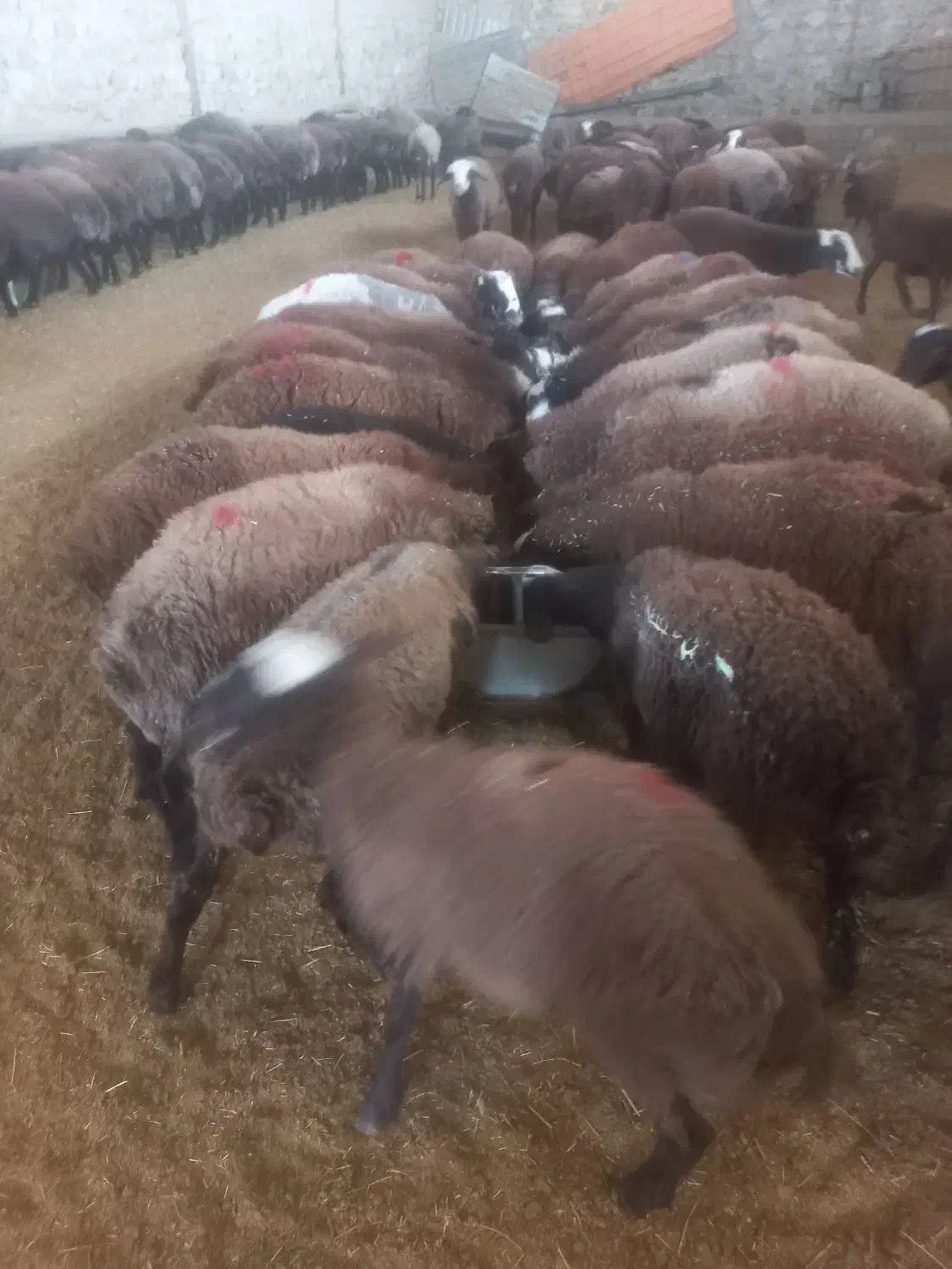 ۱۰۰ راس بره نر پروار وپای پروار بصورت کلی وتکی|حیوانات مزرعه|هشتگرد, فشند|دیوار