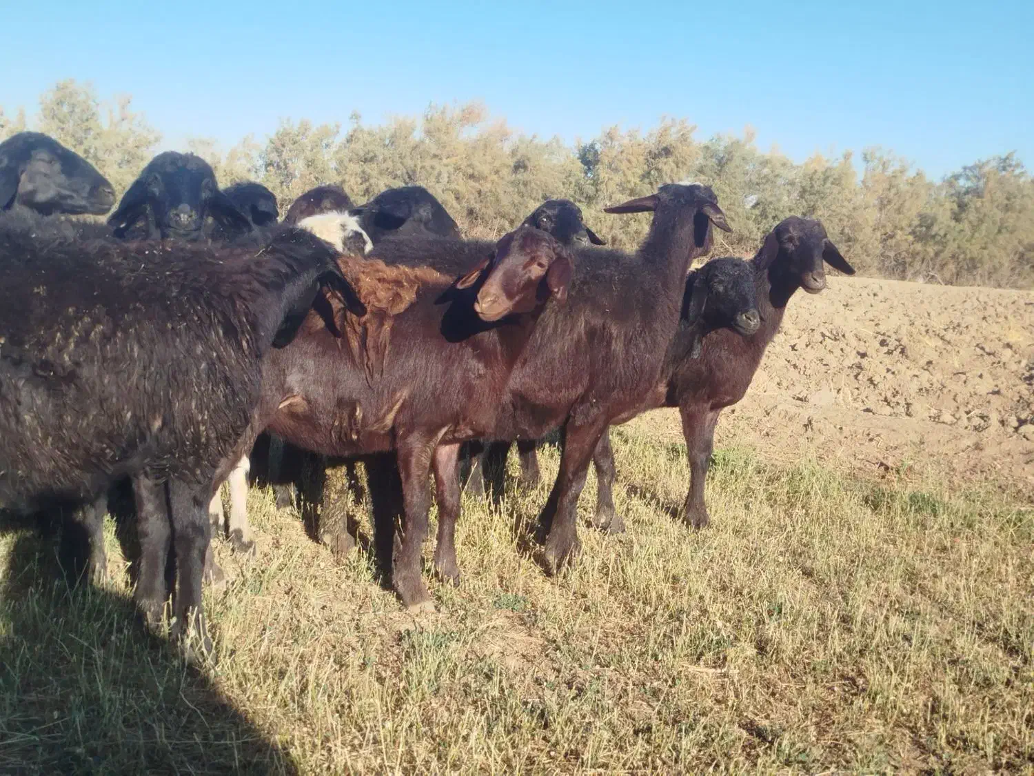 قزل افشار|حیوانات مزرعه|فیروزآباد (آذربایجان), |دیوار