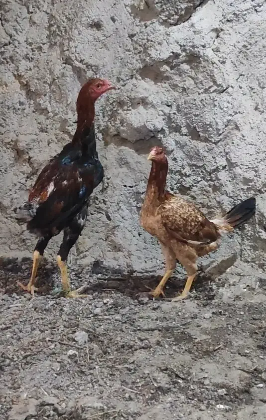 تعدادی مرغ و خروس لاری تاج مهر ۷ ماهه ۴ دانگ|حیوانات مزرعه|مشگین شهر, |دیوار