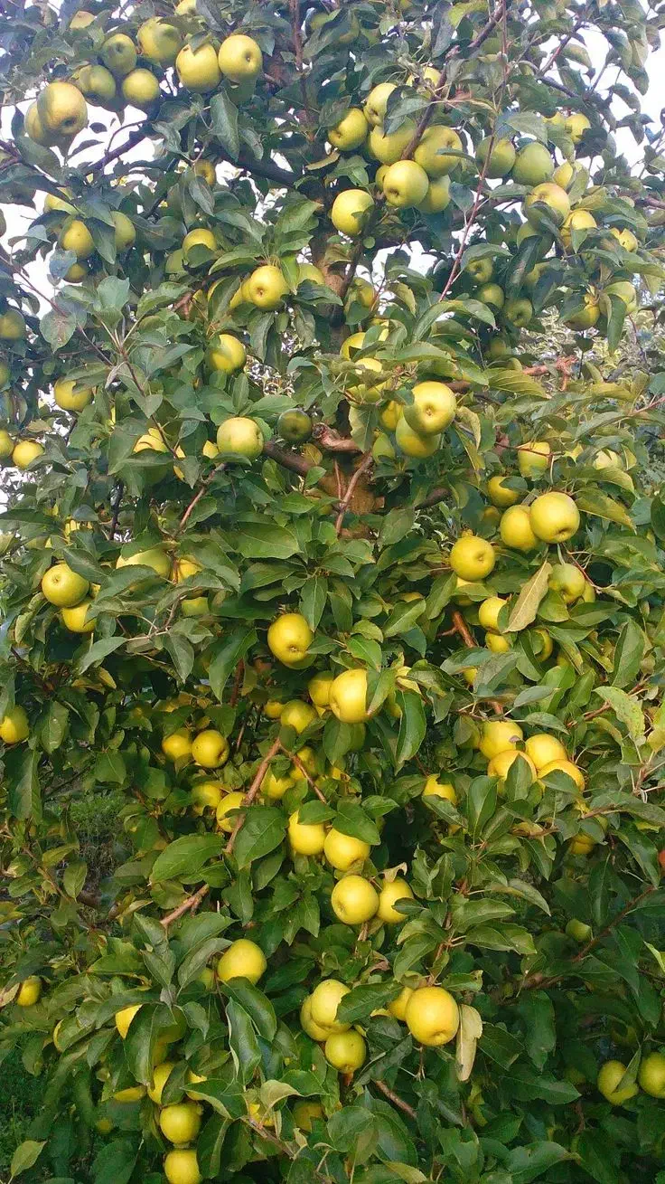 انواع نهال میوه و خشکبار|خدمات باغبانی و درختکاری|رضوانشهر, |دیوار