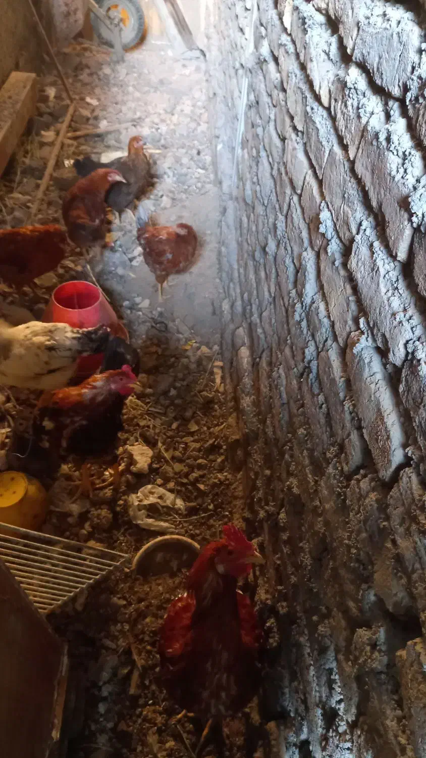 جوجه ۱۰ماهه|حیوانات مزرعه|مشهد, شهرک مطهری|دیوار