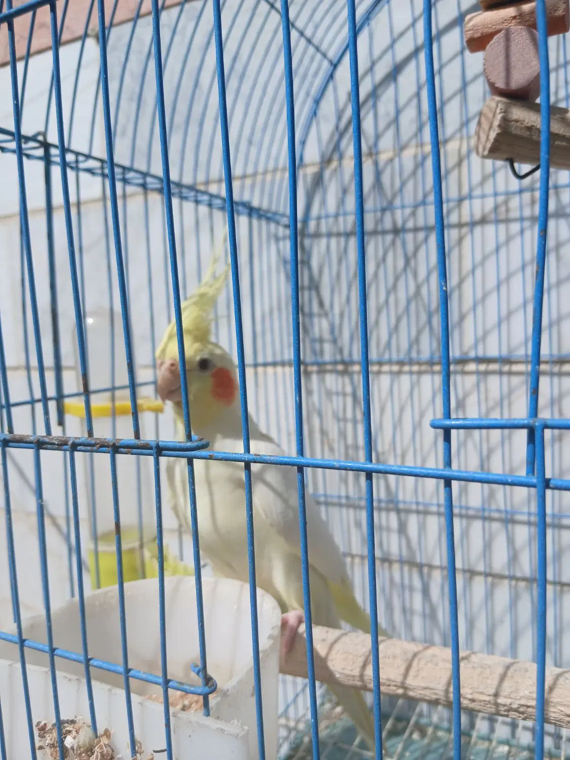جفت عروس|پرنده|رشت, فلسطین|دیوار