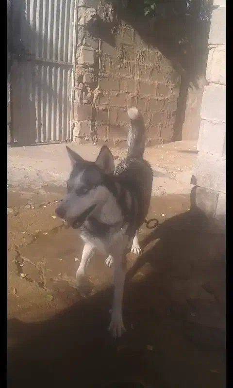 هاسکی ماده|سگ|شوشتر, |دیوار