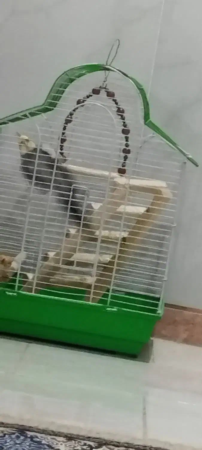 عروس نر بالق|پرنده|رشت, حومه رشت|دیوار