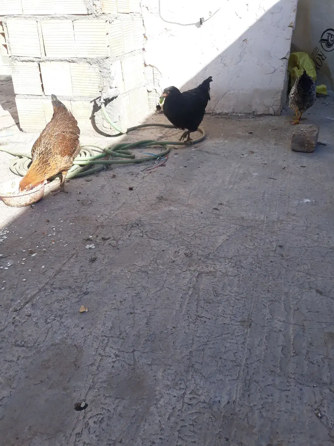 مرغ تازه ۳ماهه موقع تخم گداشتن شونه|حیوانات مزرعه|قم, علی آباد سعدگان|دیوار