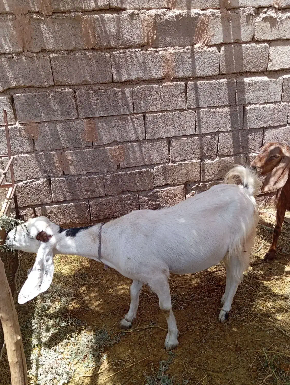 بز فروشی|حیوانات مزرعه|یزدان شهر, |دیوار