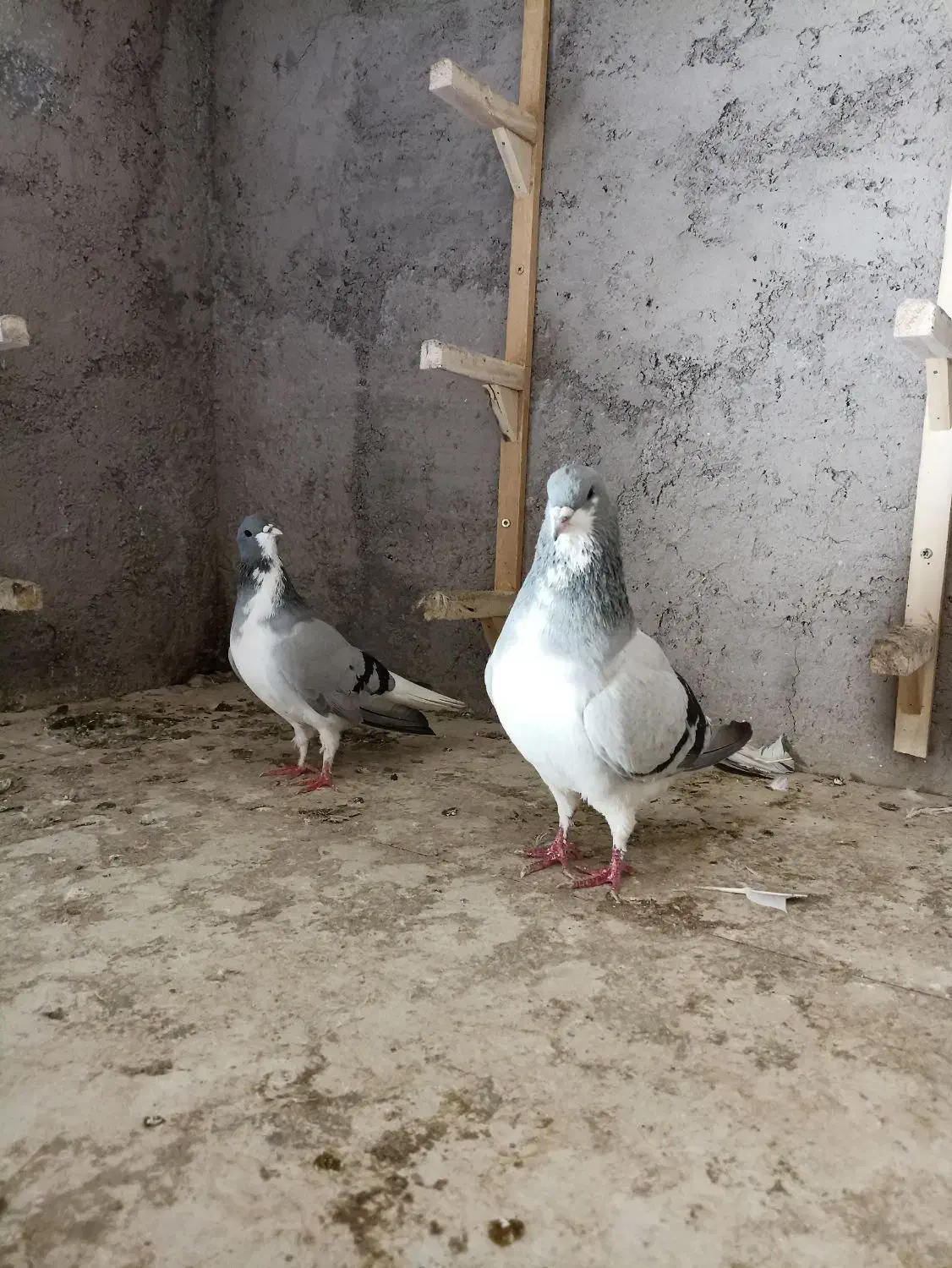 کبوتر بدرنگ و شصتی|پرنده|بشاریات, |دیوار