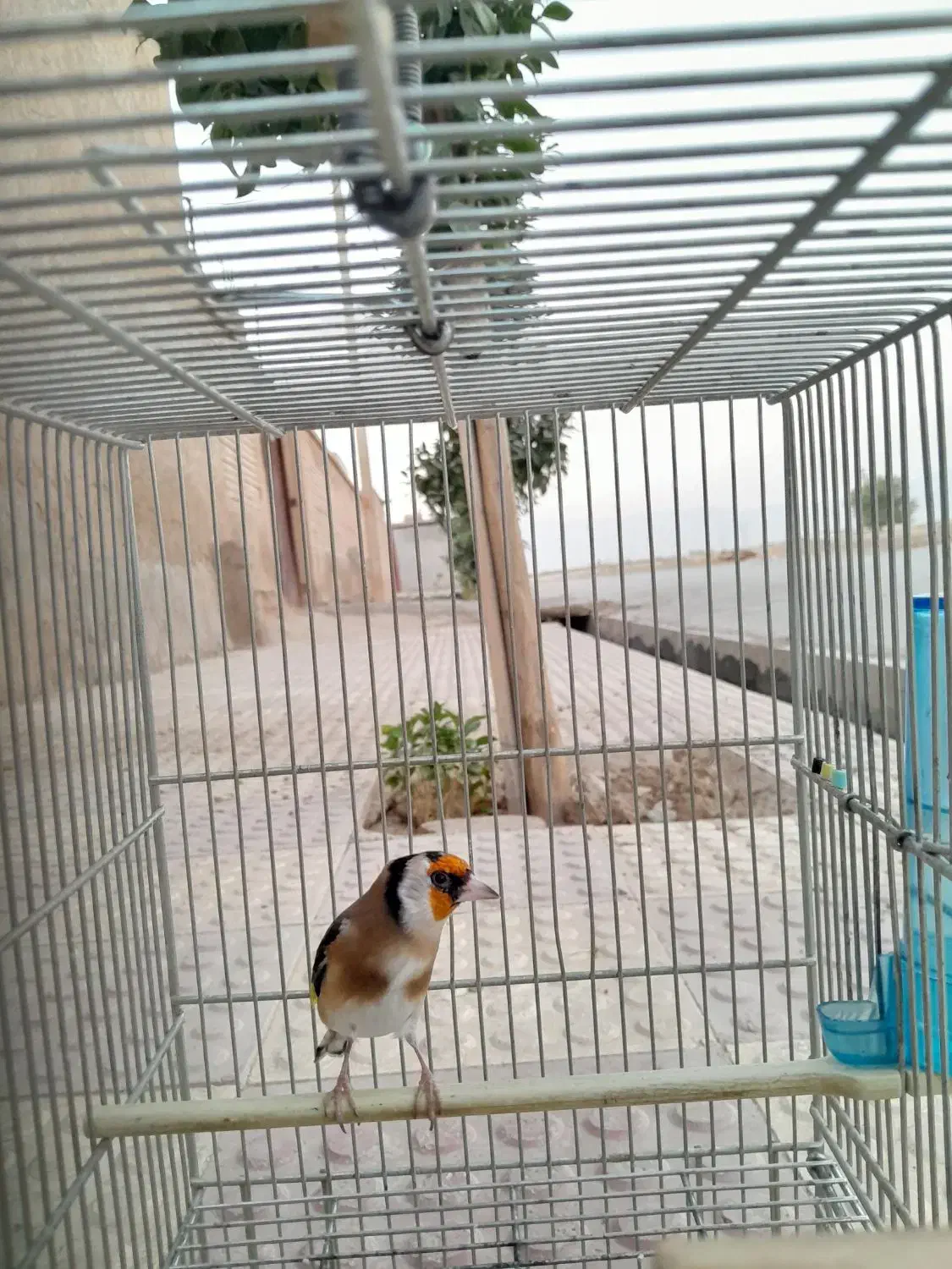 سهره نر|پرنده|مرودشت, ثبت احوال|دیوار