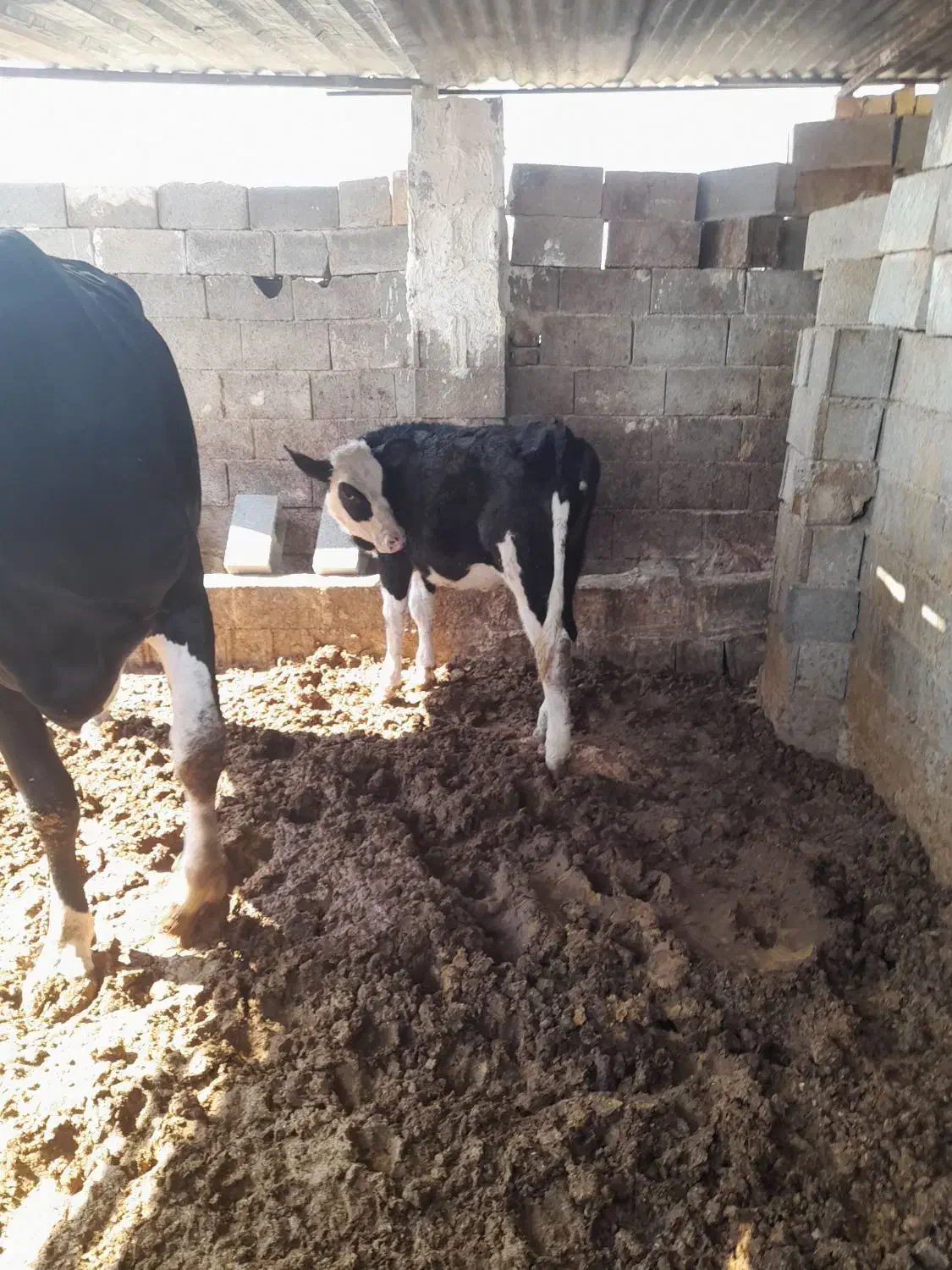 گوساله ماده|حیوانات مزرعه|شیراز, جرسقان|دیوار