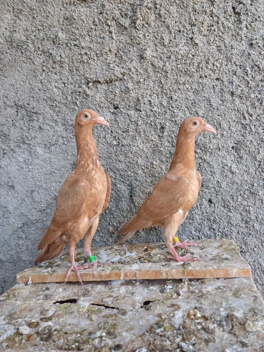 کبوتر|پرنده|داراب, |دیوار