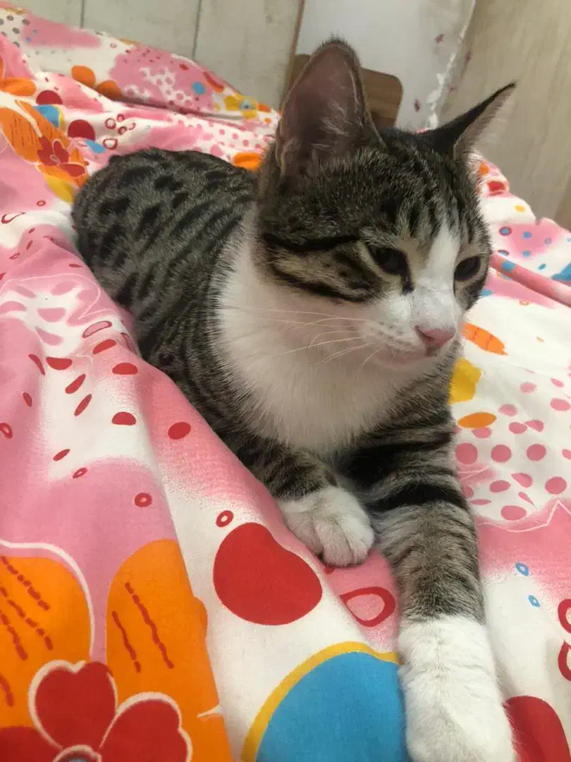 واگزاری گربه نر|گربه|تبریز, |دیوار