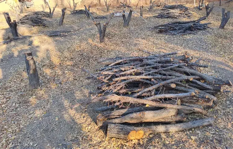 چوب زردالو|گل و گیاه طبیعی|بسطام, |دیوار