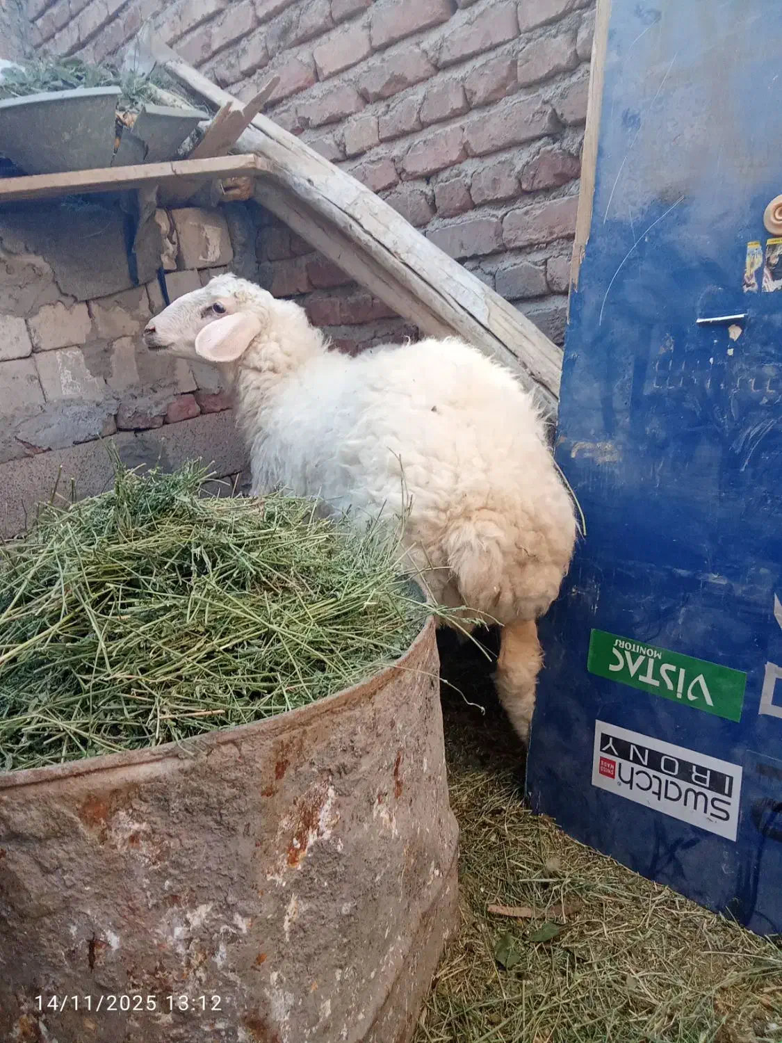 بره شیر نرو ماده|حیوانات مزرعه|کرمان, |دیوار