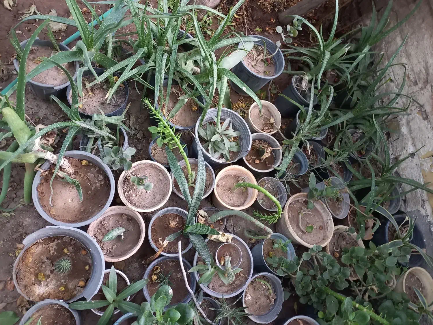 گل وگلدان|گل و گیاه طبیعی|کرمان, |دیوار