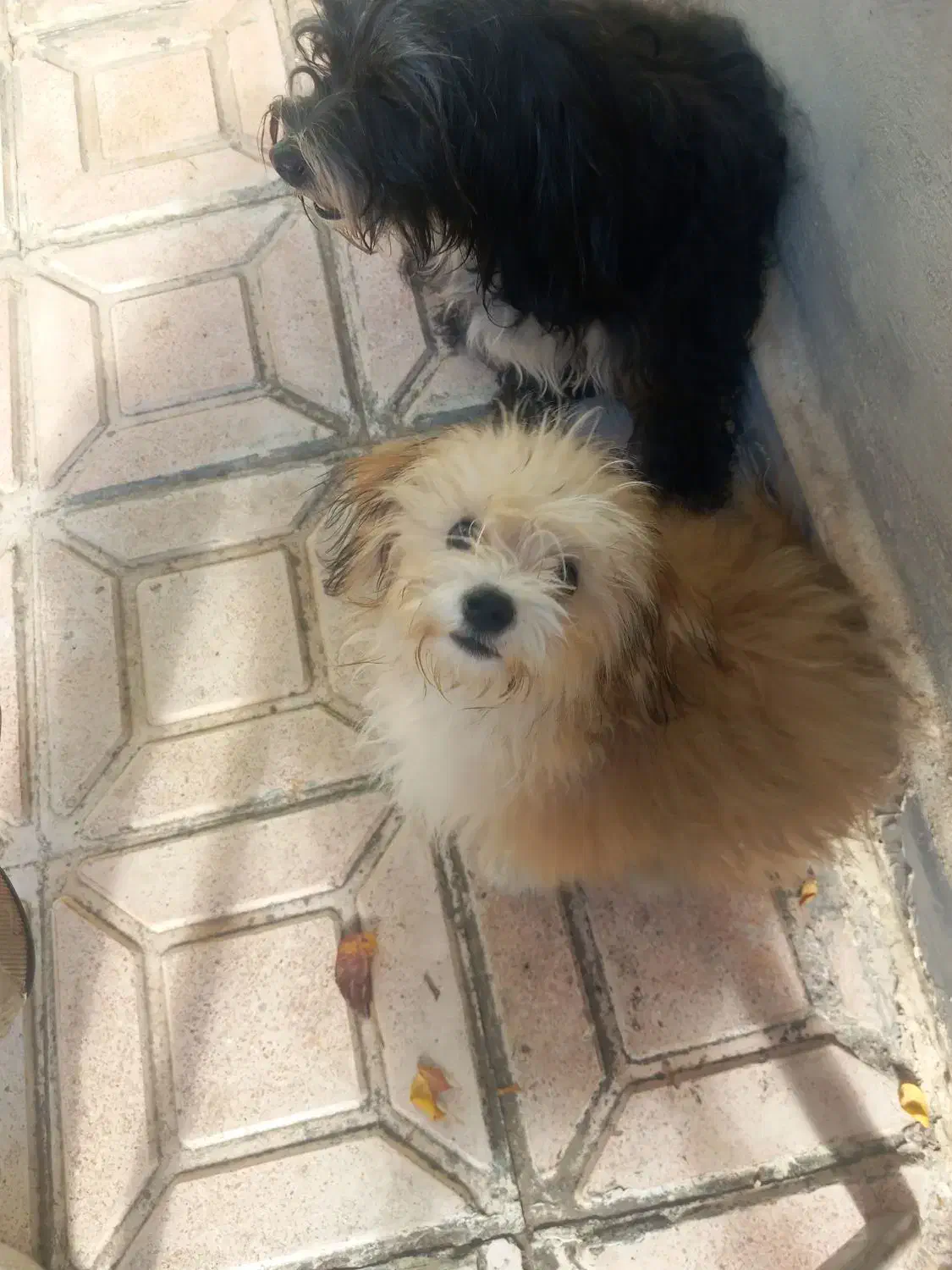 فروشی خلاصه ۴ تومن|سگ|پارس‌آباد, |دیوار