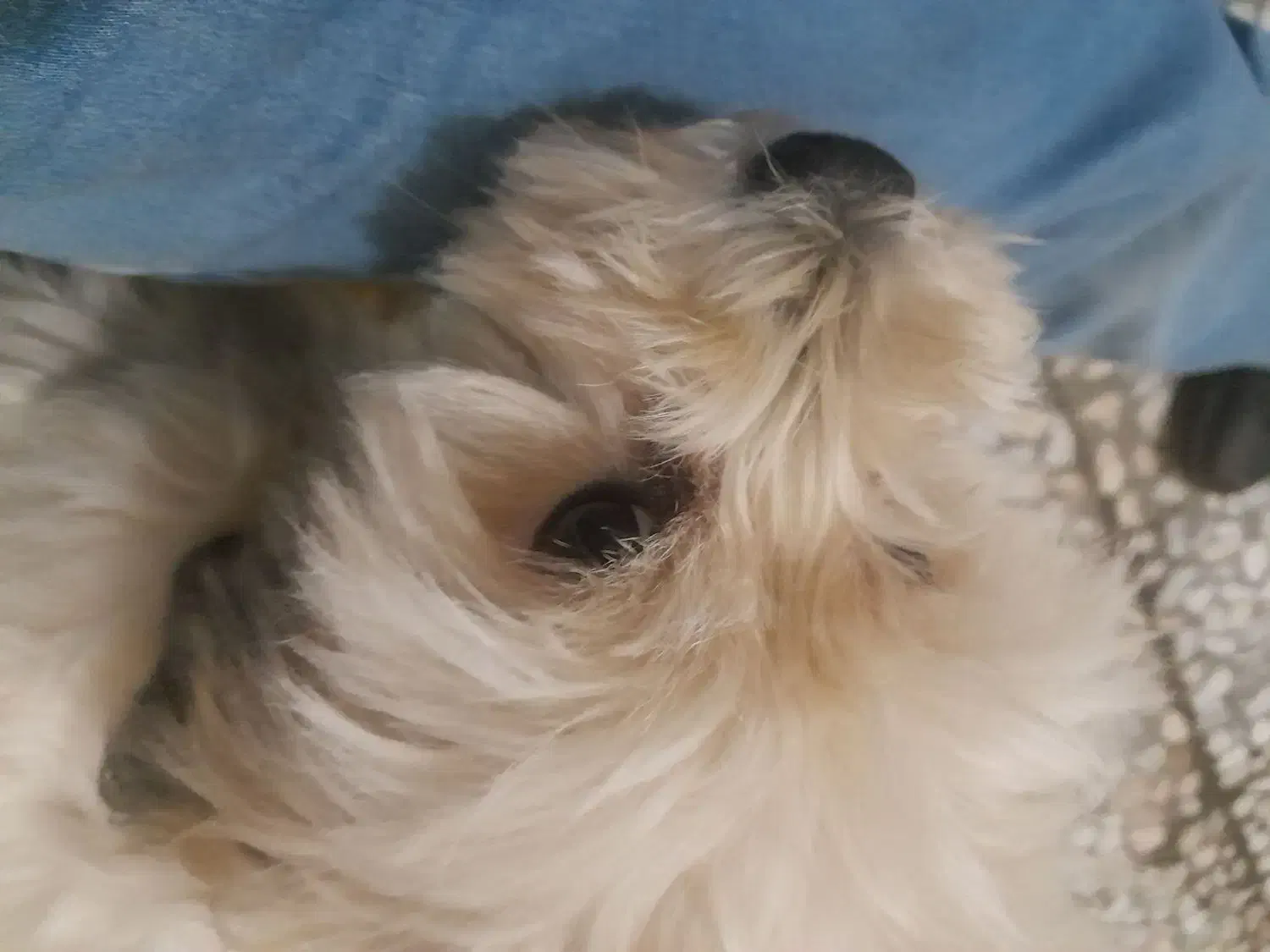 سگ شیتزو|سگ|رشت, پل تالشان|دیوار