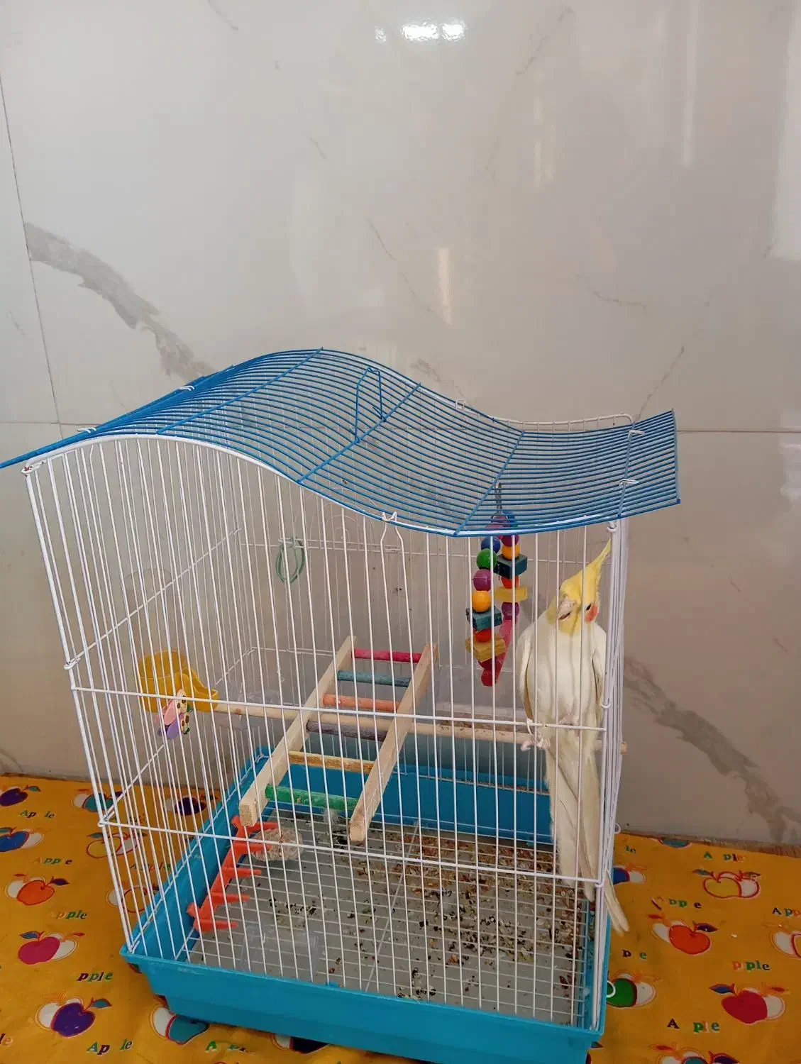قفس پرنده.|لوازم جانبی حیوانات|سبزوار, بیهق شرقی|دیوار