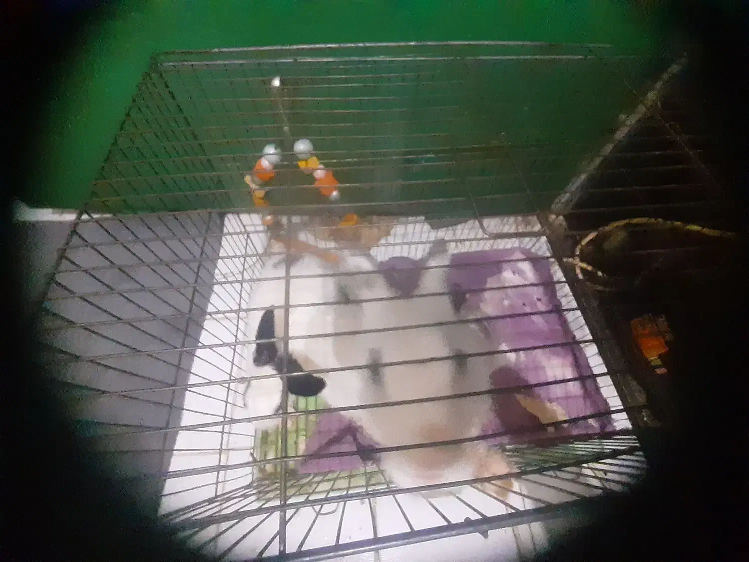 خرگوش|موش و خرگوش|یزد, |دیوار