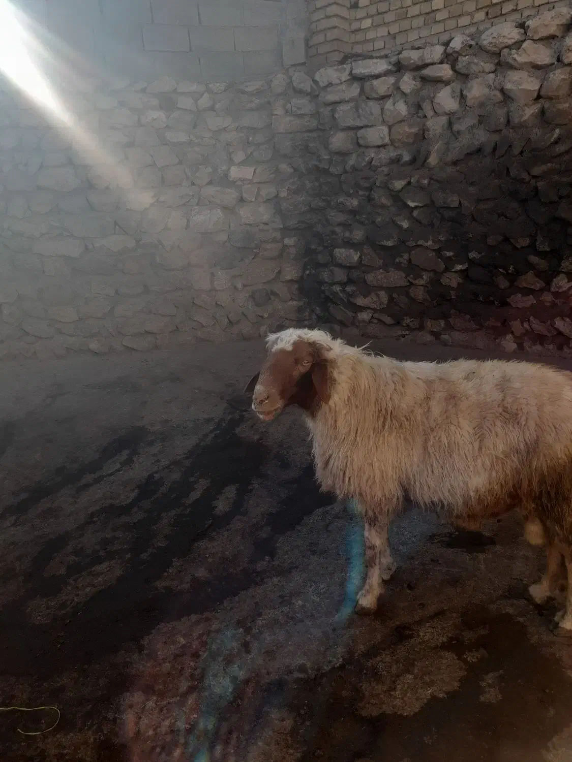 قوچ سنجابی|حیوانات مزرعه|کامیاران, |دیوار