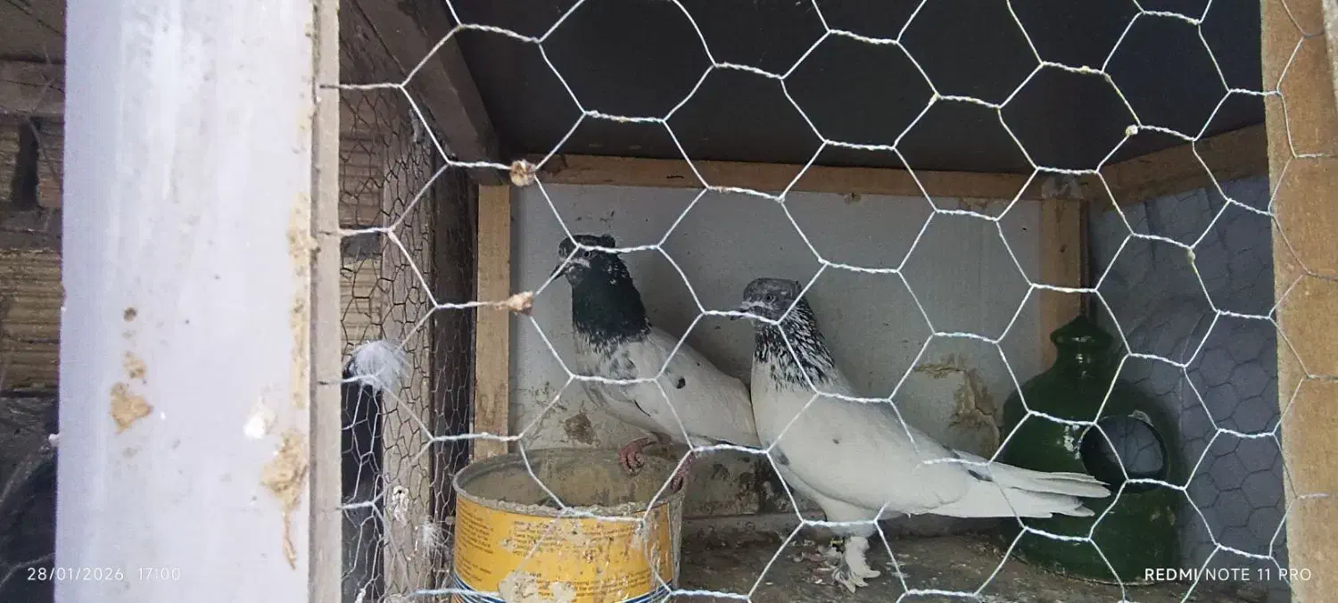 نره کله دار|حیوانات|قم, شهرک قدس|دیوار