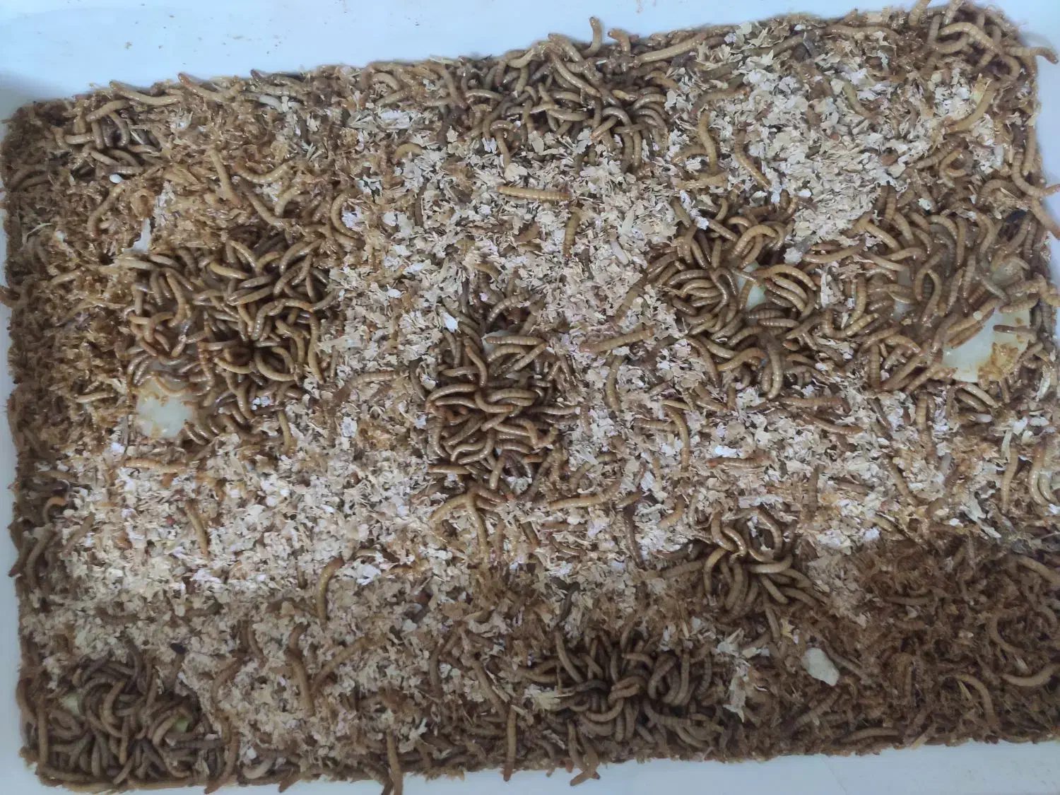 کرم میلورم|خزنده|گرگان, |دیوار