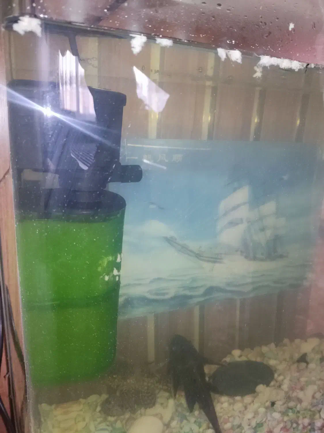 آکواریوم|ماهی|تبریز, |دیوار