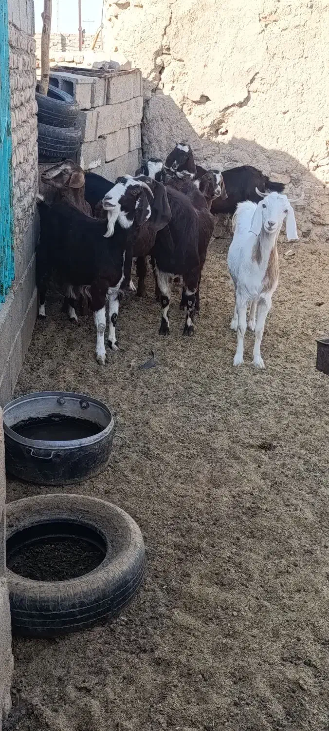 بزغاله چاق|حیوانات مزرعه|زهان, |دیوار