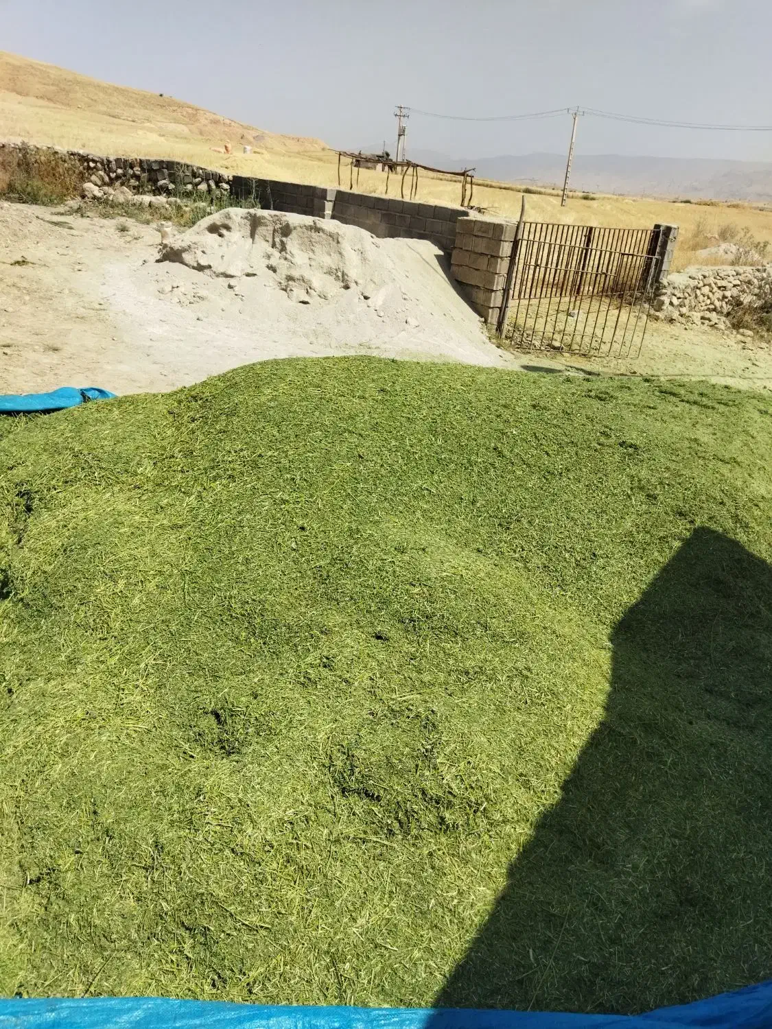 یونجه پاسفیک گُلد|خدمات باغبانی و درختکاری|بهبهان, |دیوار