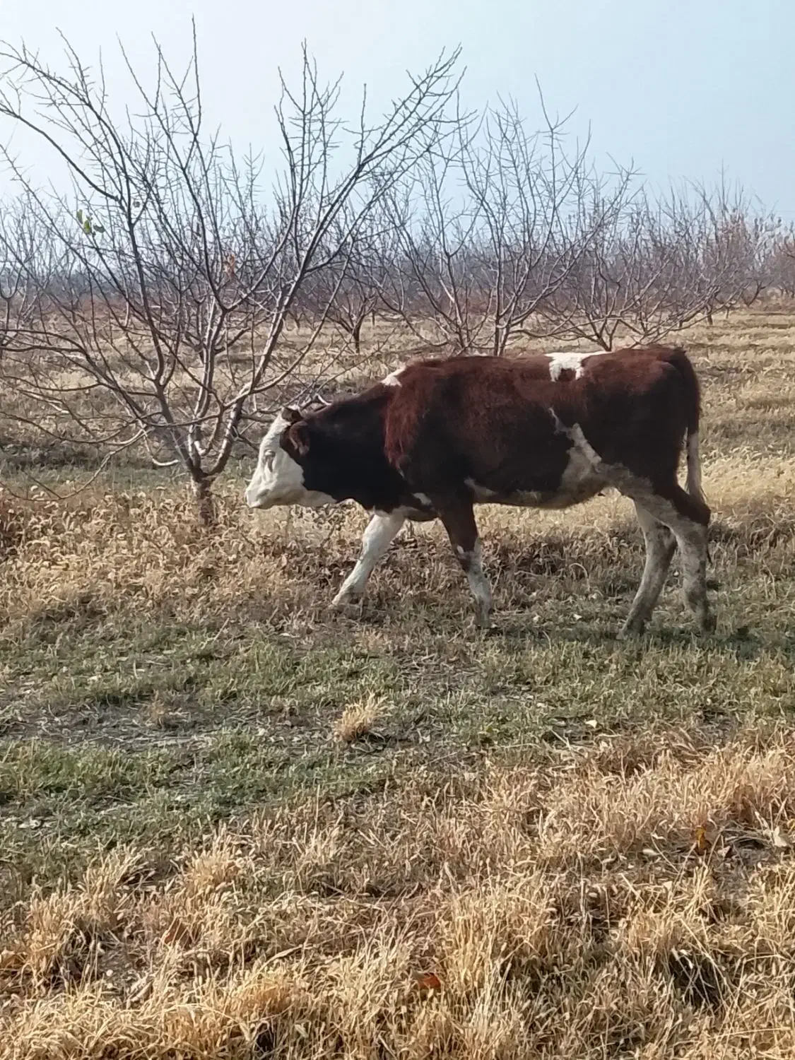 گوساله اصل سمینتال پای کل وگوسال|حیوانات مزرعه|نوشین شهر, |دیوار