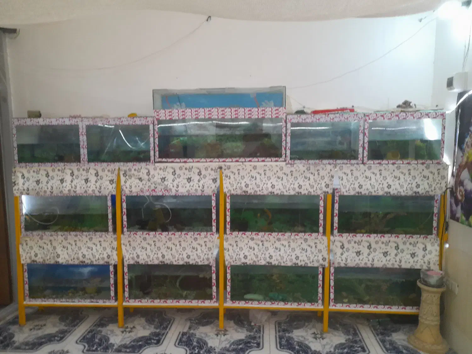 فروش ۱۳ عدد اکواریوم دست دوم با پایه وتعدادی ماهی|ماهی|میبد, |دیوار