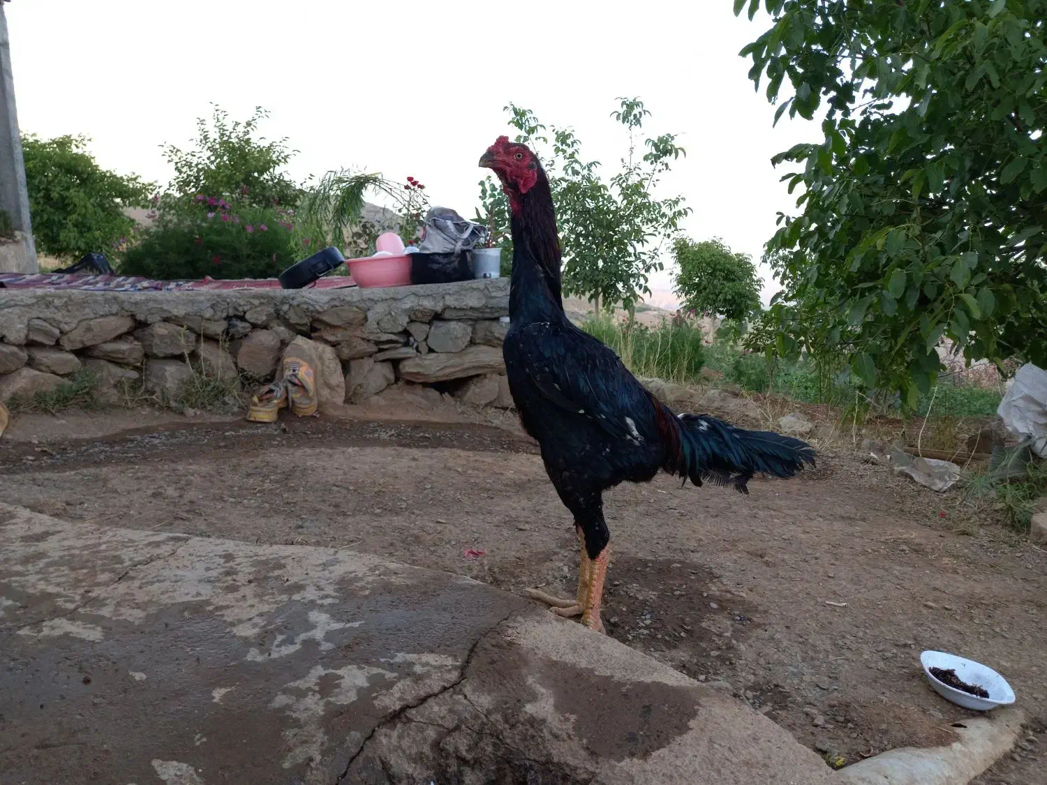 خروس لاری|حیوانات مزرعه|مریوان, |دیوار