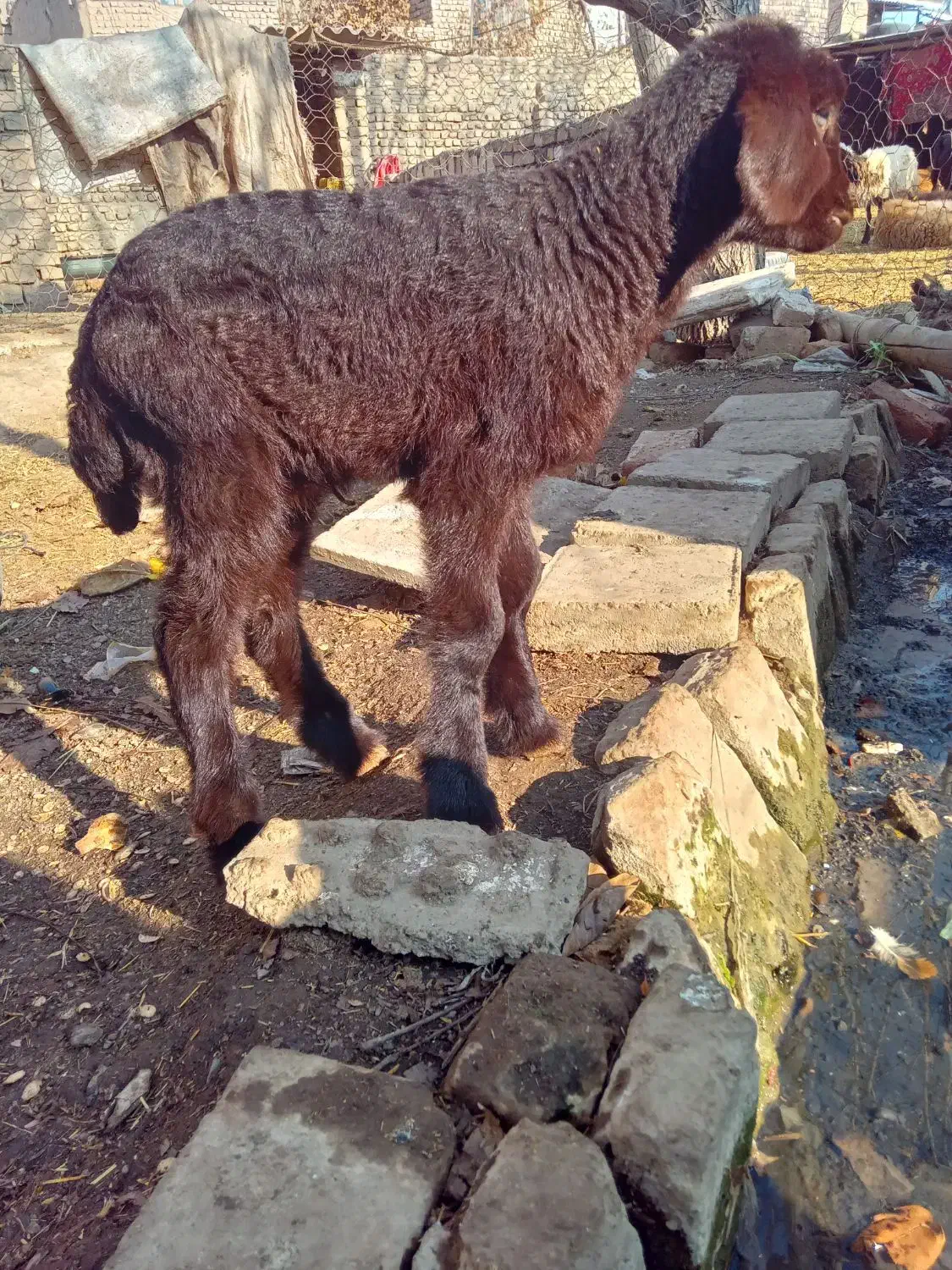 بره شیری|حیوانات مزرعه|نیشابور, دهنو|دیوار