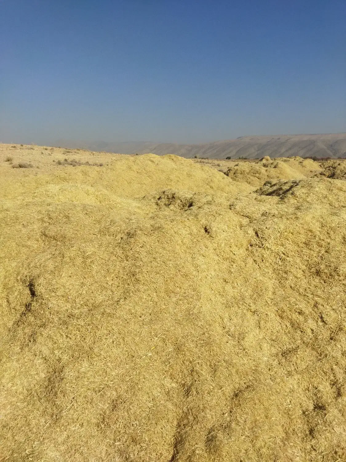 فروش علوفه کاه پیچ ، برنج|حیوانات مزرعه|کامفیروز, |دیوار