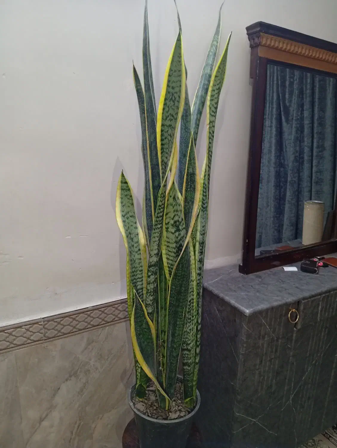 گلهای زیبا  و شاداب|گل و گیاه طبیعی|مشهد, اروند|دیوار