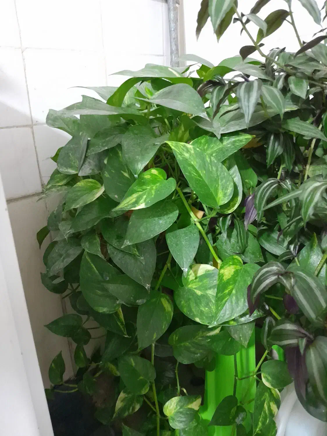 گل پتوس و چشم آهویی بفروش میرسد|گل و گیاه طبیعی|نورآباد, |دیوار