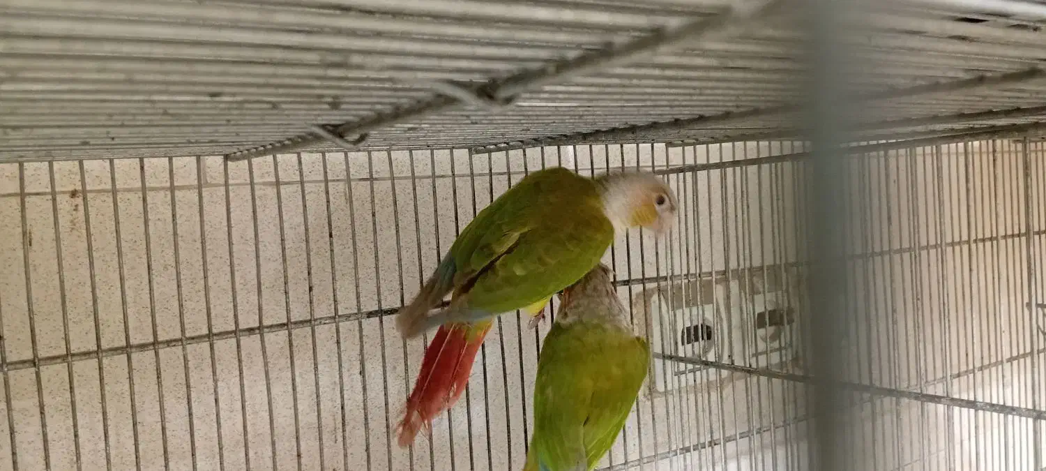 گرینچیک جفت بالغ|پرنده|پاکدشت, پاکدشت (مامازند)|دیوار