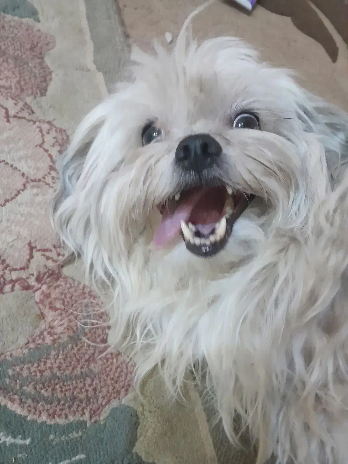 سگ شیتزو ماده|سگ|خمینی‌شهر, |دیوار