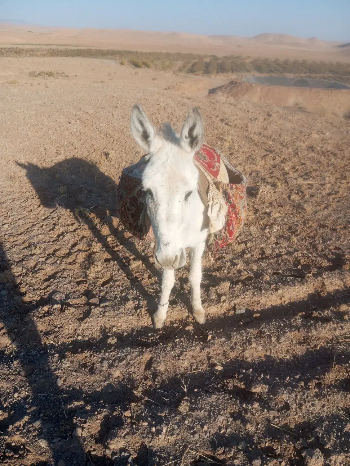 مچخر95000000 میلیون روستای تجرود|حیوانات مزرعه|تربتحیدریه, پائین ولایت|دیوار