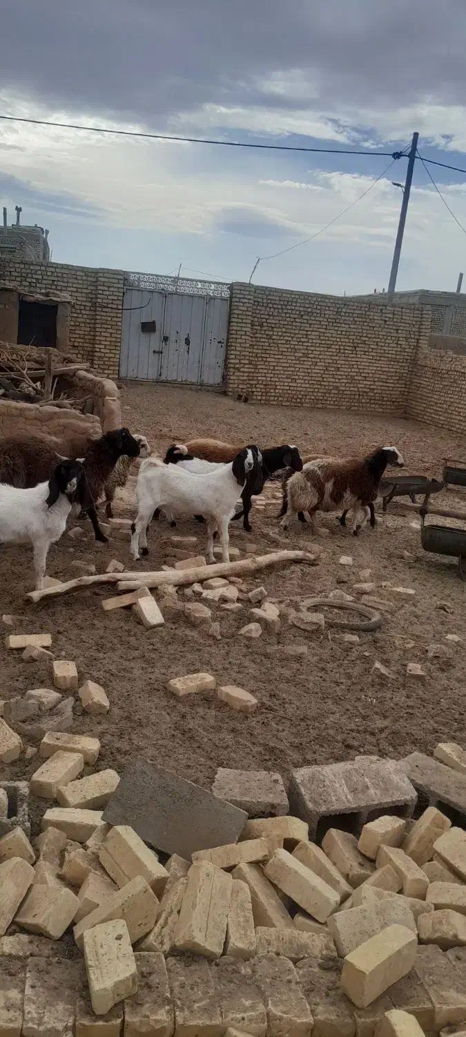 بره و بوزغاله|حیوانات مزرعه|جرقویه, |دیوار