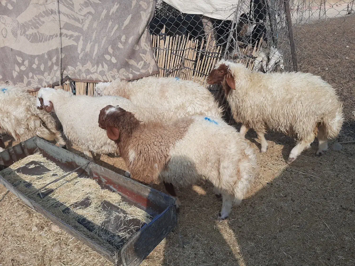 برەنر|حیوانات مزرعه|گچی, |دیوار