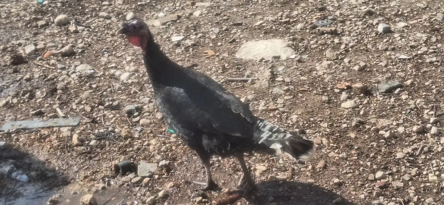 بوقلمون برنز|حیوانات مزرعه|مرودشت, بیست متری بیمارستان|دیوار