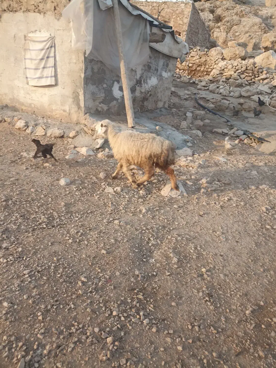 میش بابره|حیوانات مزرعه|دهدشت, |دیوار